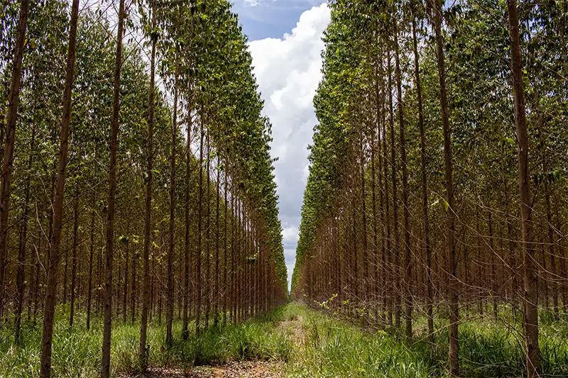 brazilian forestry 2025